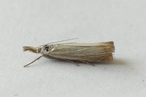 Réf. 185 665 : Chrysoteuchia culmella